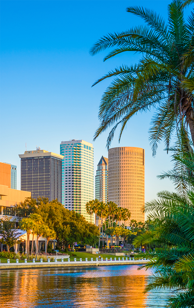 Image of the Tampa Skyline with a Palm Tree.